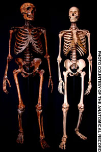 Neanderthal and Mondern Human Skeletons