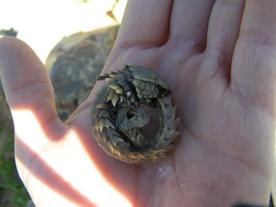 armidillo girdled lizard